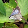 holly blue, female (Celastrina argiolus) Kenneth Noble